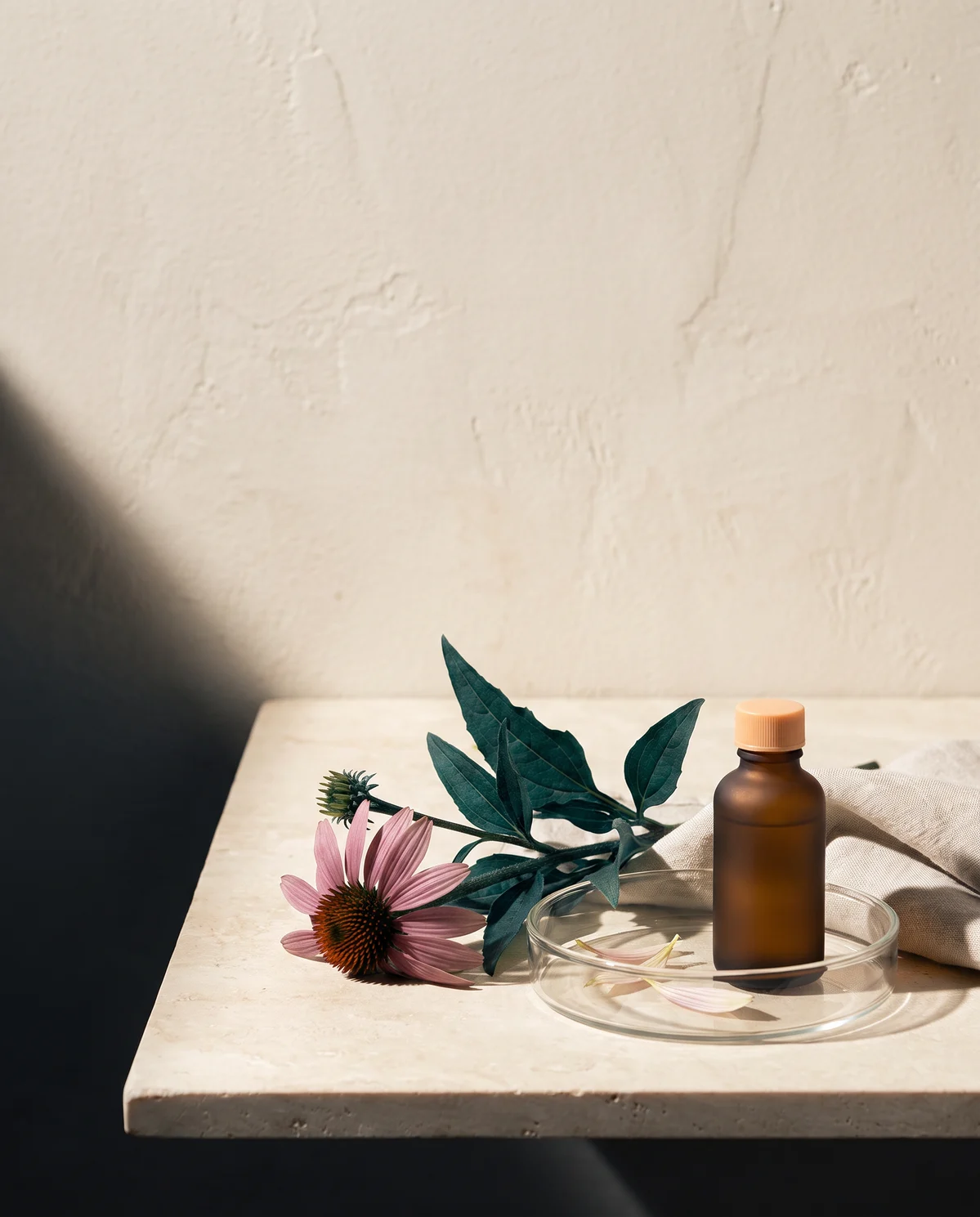 Echinacea flower, botanical leaves, and an amber skincare bottle arranged in natural light